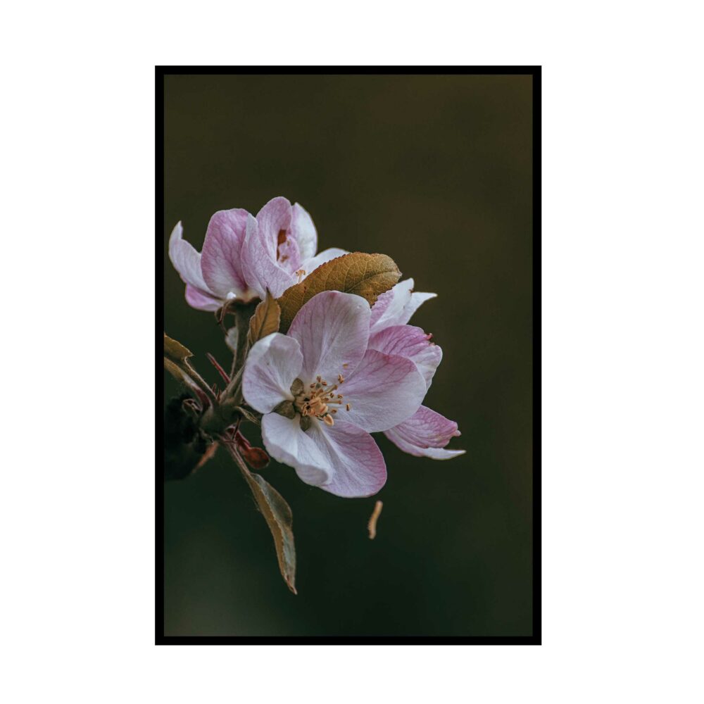 Kirschblüte - Steffi